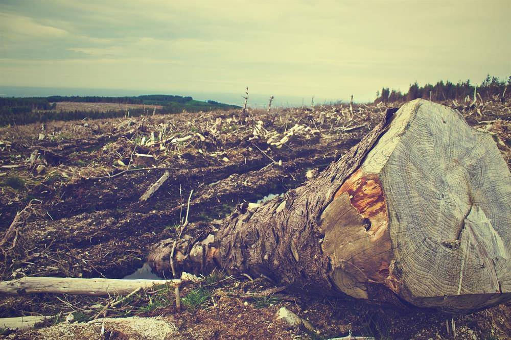 اتفاقية أوروبية لحظر الواردات المساهِمة في إزالة الغابات