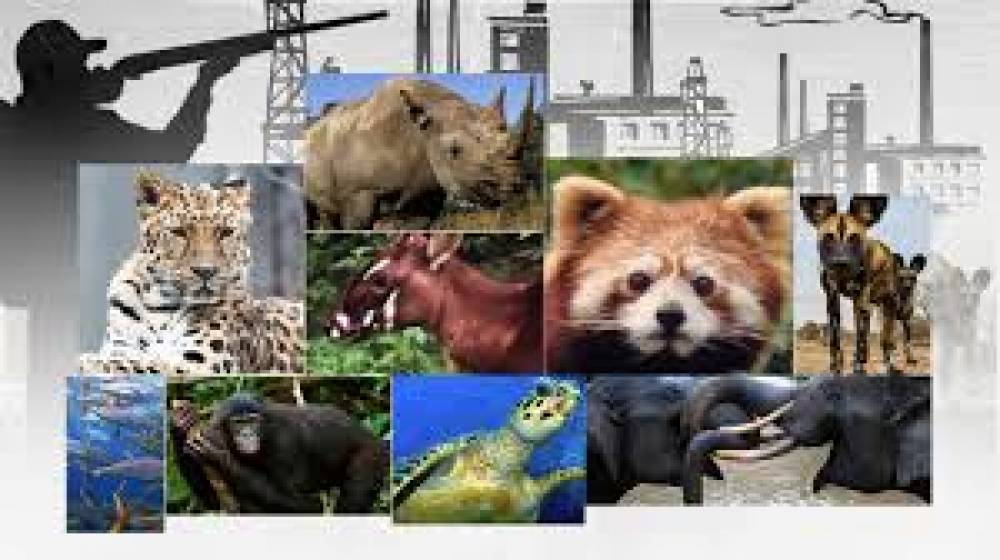 أكثر 10 حيوانات مهددة بالانقراض حول العالم