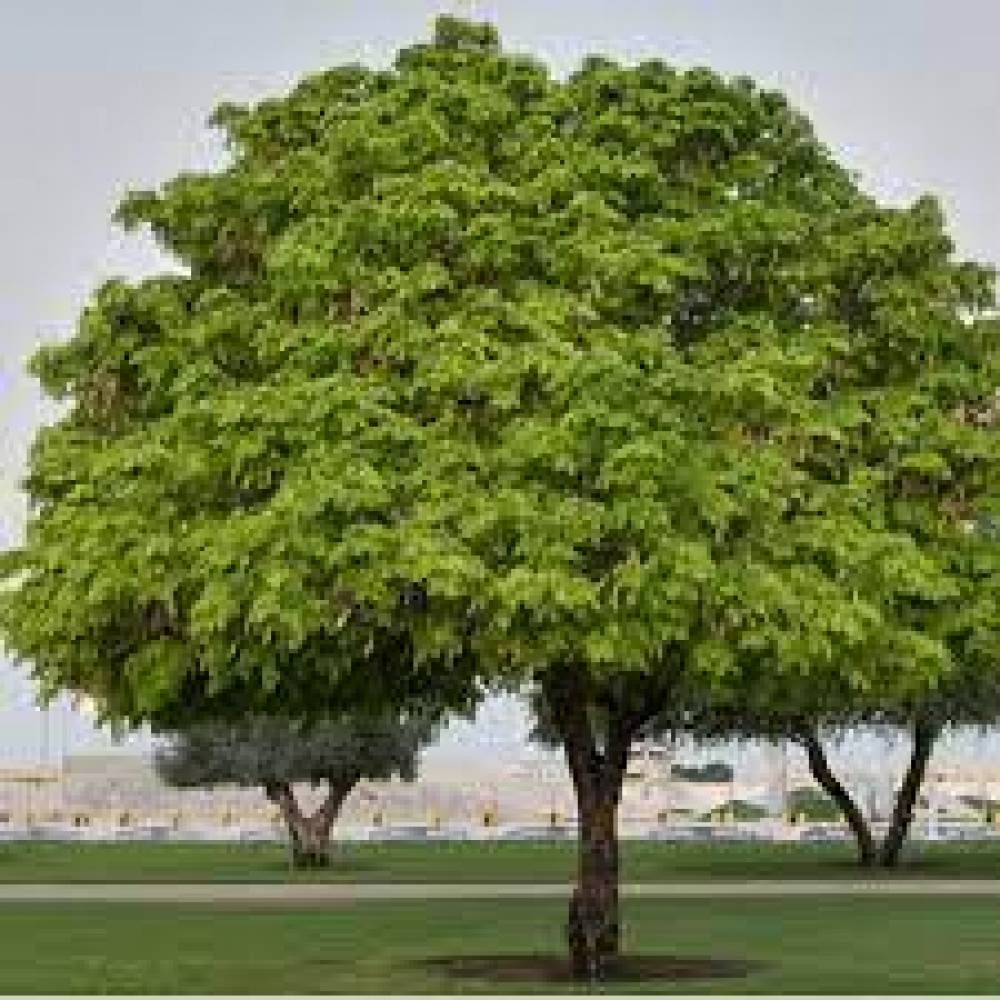 زراعة شجرة اللبخ