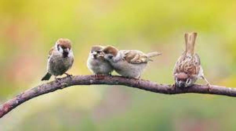 آباء الطيور تقود صغارها في أول هجرة