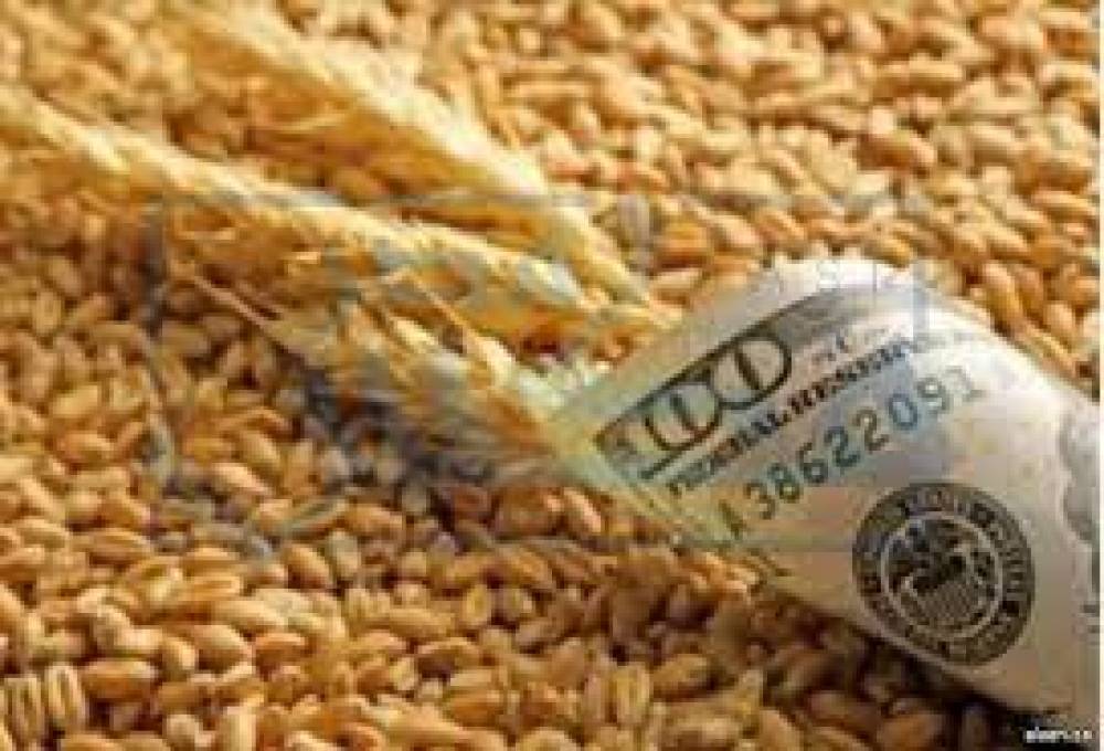 ارتفاع أسعار القمح عالمياً